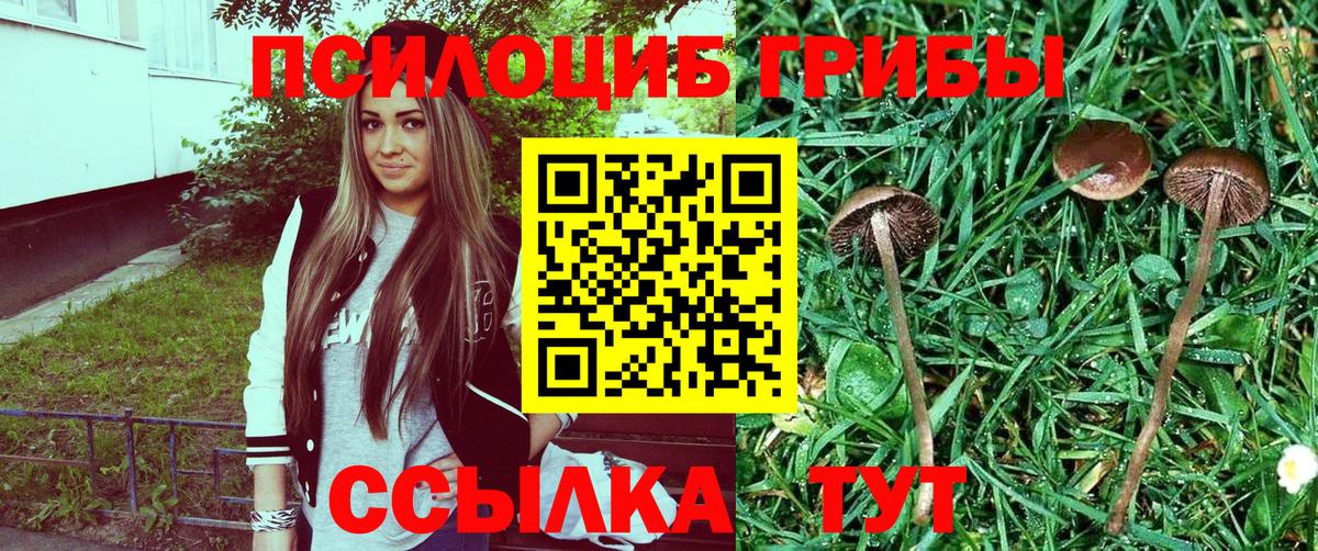 Псилоцибиновые грибы Psilocybe  Вход с VPN  Унеча  Псилоцибиновые грибы прущие грибы 